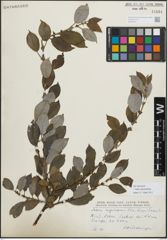 Foto von Salix myrsinifolia Salisb.